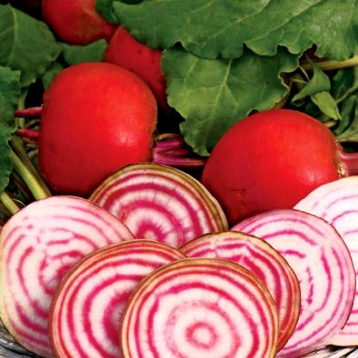 Rødbede 'Chioggia'