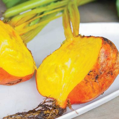 Rødbede 'Burpees Golden'