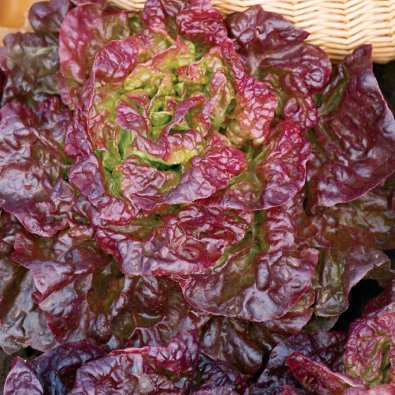 Hovedsalat 'Merville des quatre saisons'