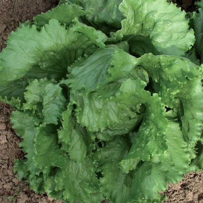 Icebergsalat 'Calmar'