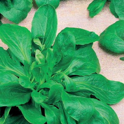 Vårsalat / Mache sallat 'Vert de Cambrai'