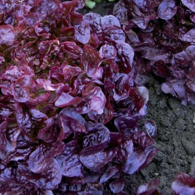 Pluksalat 'Red salad bowl'