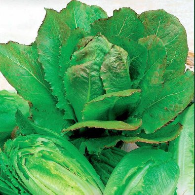 Romersk sallat 'Lobjoits Green Cos'