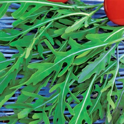 Sandsennep / Vild rucola