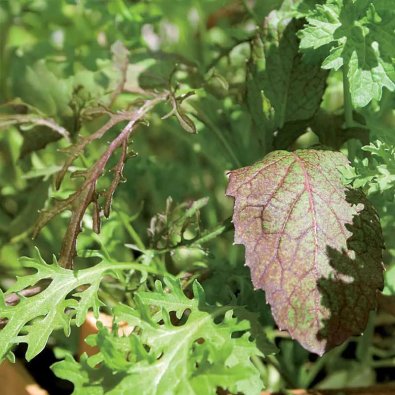 Dyrkningstilbehør (Sareptasenap "Agano", "Bloody Mary", "Frizzy Joe")