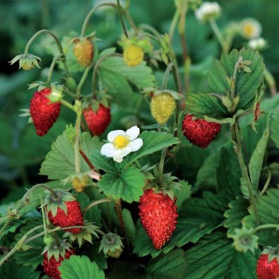 Månedjordbær 'Rügen'