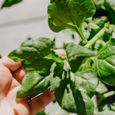 Newzealandsk spinat 'Neuseelaender'