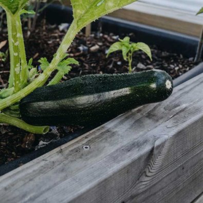 Squash / Sommersquash 'Diamant' F1