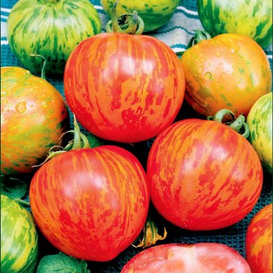 Høj tomat 'Tigerella'