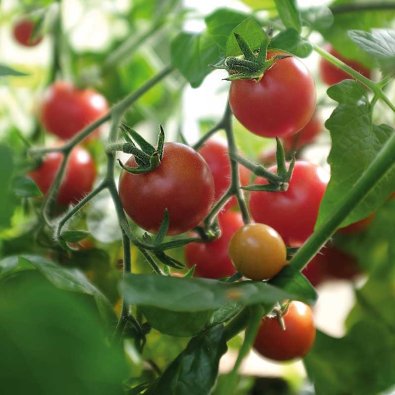 Tomat 'Baby Boomer' F1