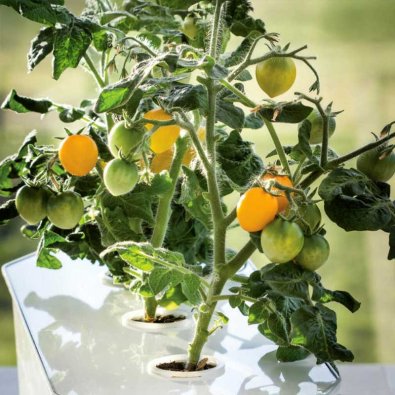 Kirsebærtomat 'Twiggy Orange' F1 - Harvy