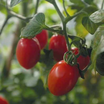 Tomat 'Monterrey' F1
