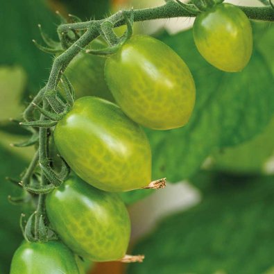 Tomat 'Green Envy'