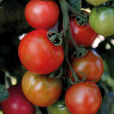 Tomat 'Moneymaker'