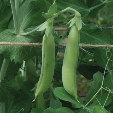 Brytsocker ärt 'Nairobi'