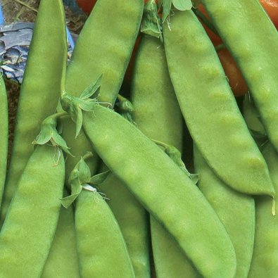 Sugar Snap Pea , halvhög 'Oregon Sugar Pod'