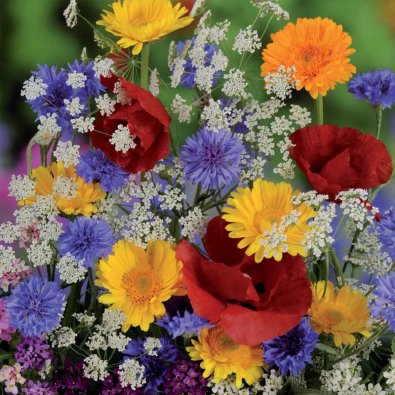 Sommerblomstblanding 'Nelson Mixture'