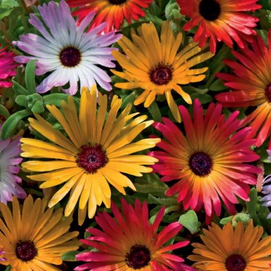 Stor Doroteablomma Mix