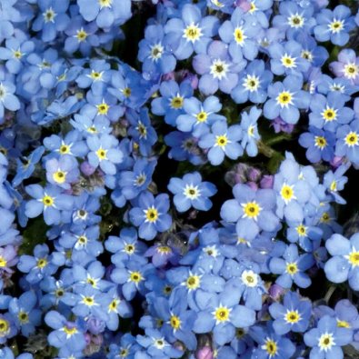 Skovforglemmigej 'Blue Ball'