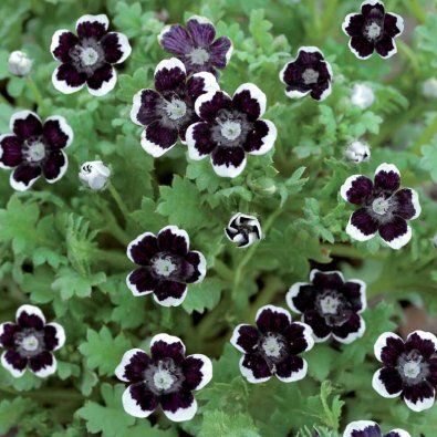 Venidium 'Penny Black'