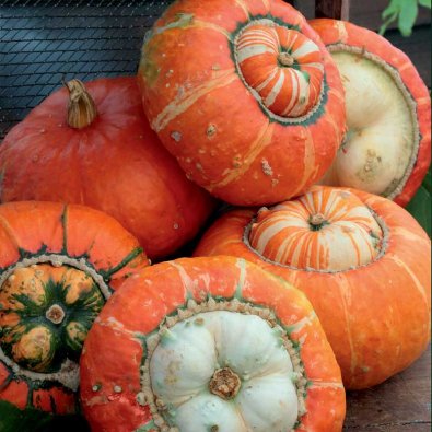 Prydgræskar 'Turk's Turban'