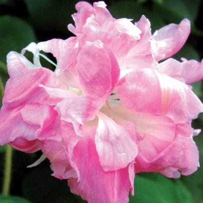 Pragtvindel 'Split Second'