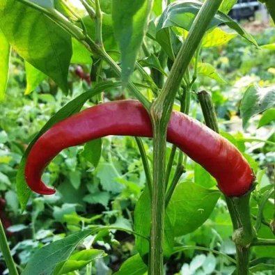Chili 'Devils Horn'