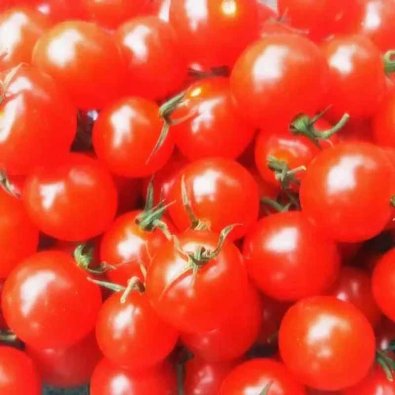 Tomat 'Mexican Honey'