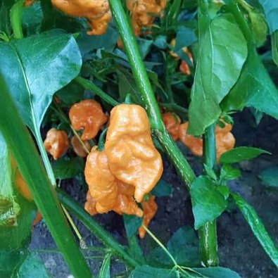 Chili 'Carolina Reaper orange'