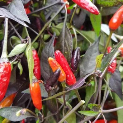 Chili 'Bird Eyes Black'