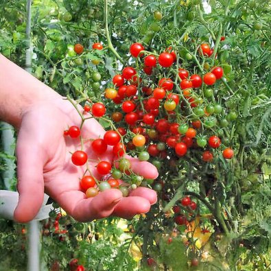 Tomat 'Currant Sweet Pea'