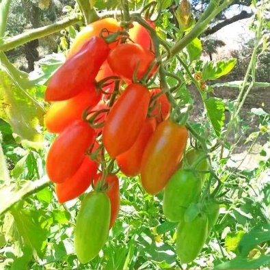 Tomat 'San Marzano Mini'