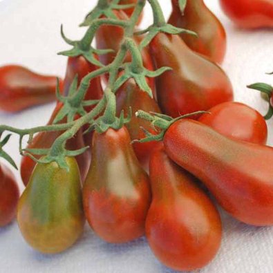 Tomat 'Chocolate Pear'