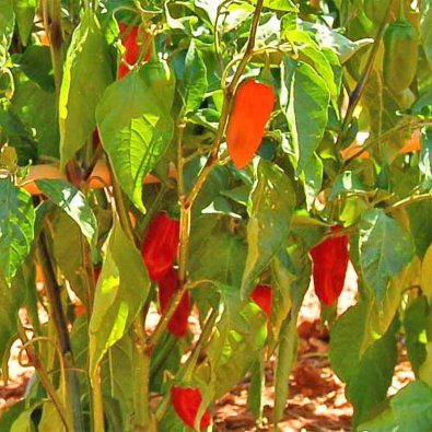 Chili 'Naga Morich Red'