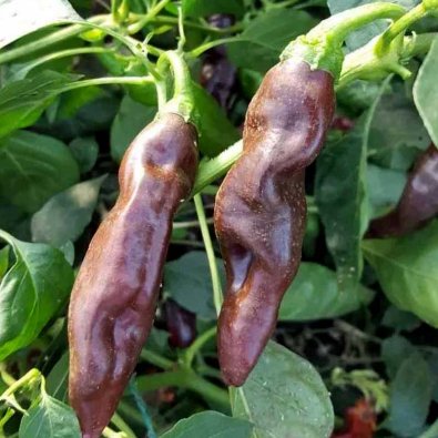 Chili 'Ecuadorian Brown'