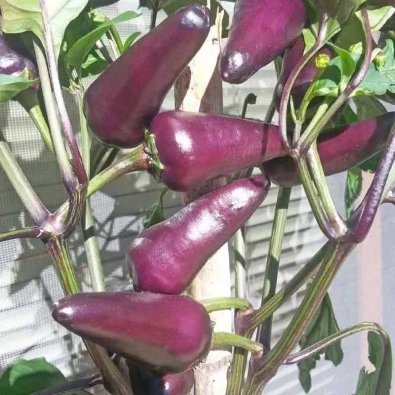 Chili 'Starfire Purple'
