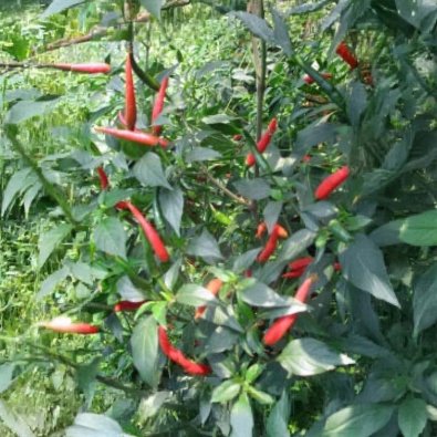 Chili 'Demon Red'