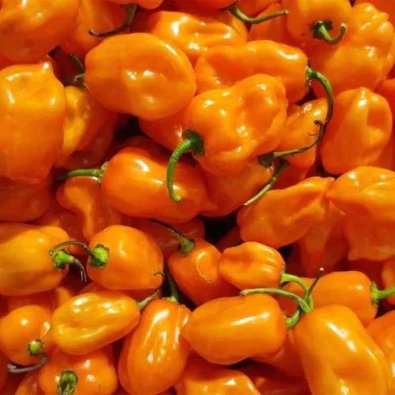 Chili 'Habanero Orange'