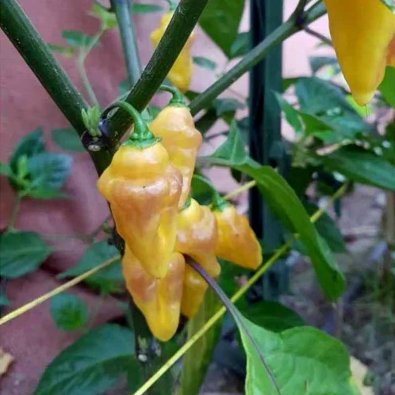 Chili 'Bolivian Bumpy'