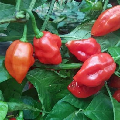 Chili 'Habanero Santana Red'