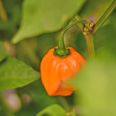 Chili 'Habanero Tenziha Yellow'