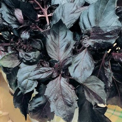 Basilikum 'Bordeaux'