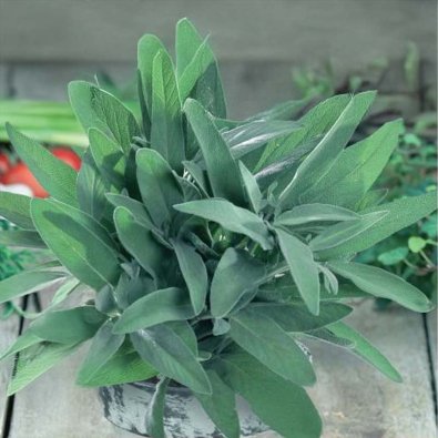 Lægesalvie 'Allerlei'