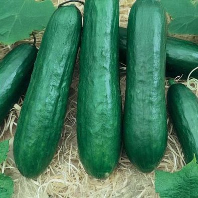 Salatagurk 'Silor' F1