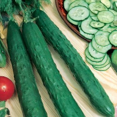 Salatagurk 'Burpless Tasty Green' F1