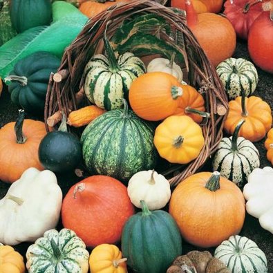 Græskar 'Gourmet Mix'