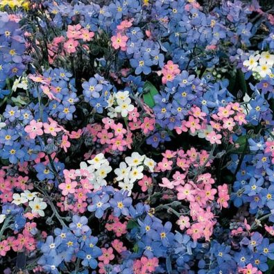 Forglemmigej 'Remember 2'