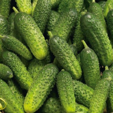 Frilandagurk 'Pasalimo' F1