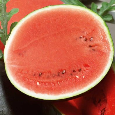 Vandmelon 'Sugar Baby'