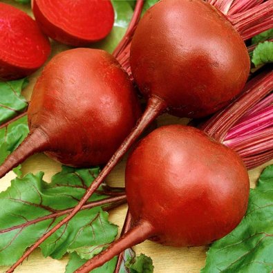 Rødbede 'Bona'